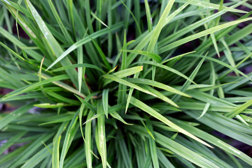 Tuft of Grass Free Nature Stock