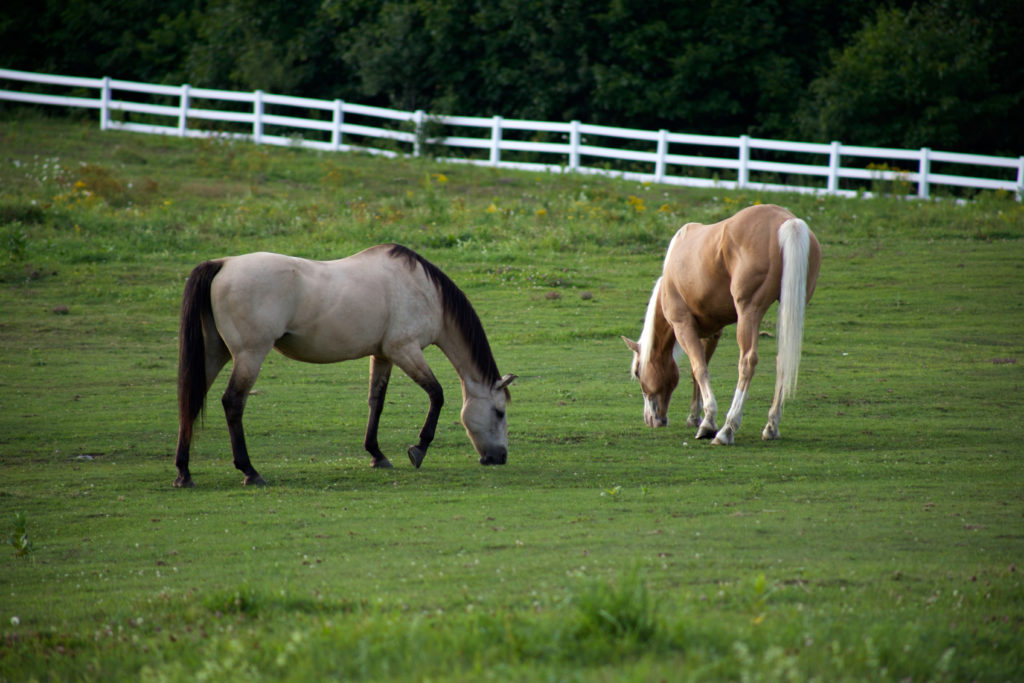 Two Horses Grazing in FencedIn Paddock Free Nature Stock