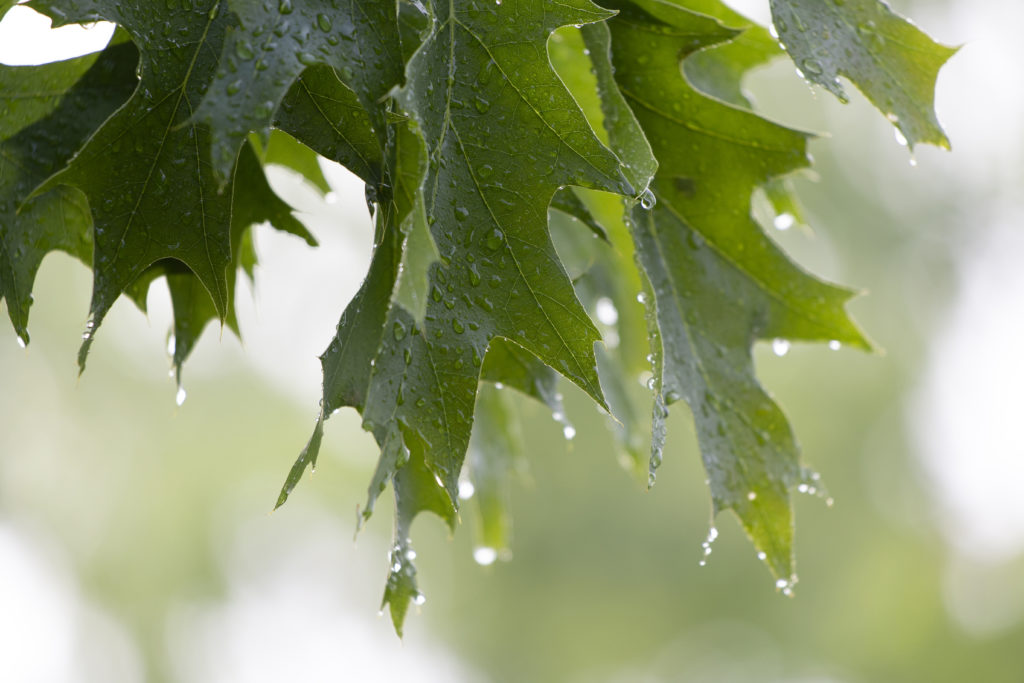 Wet Oak Leaves • Free Nature Stock Photo