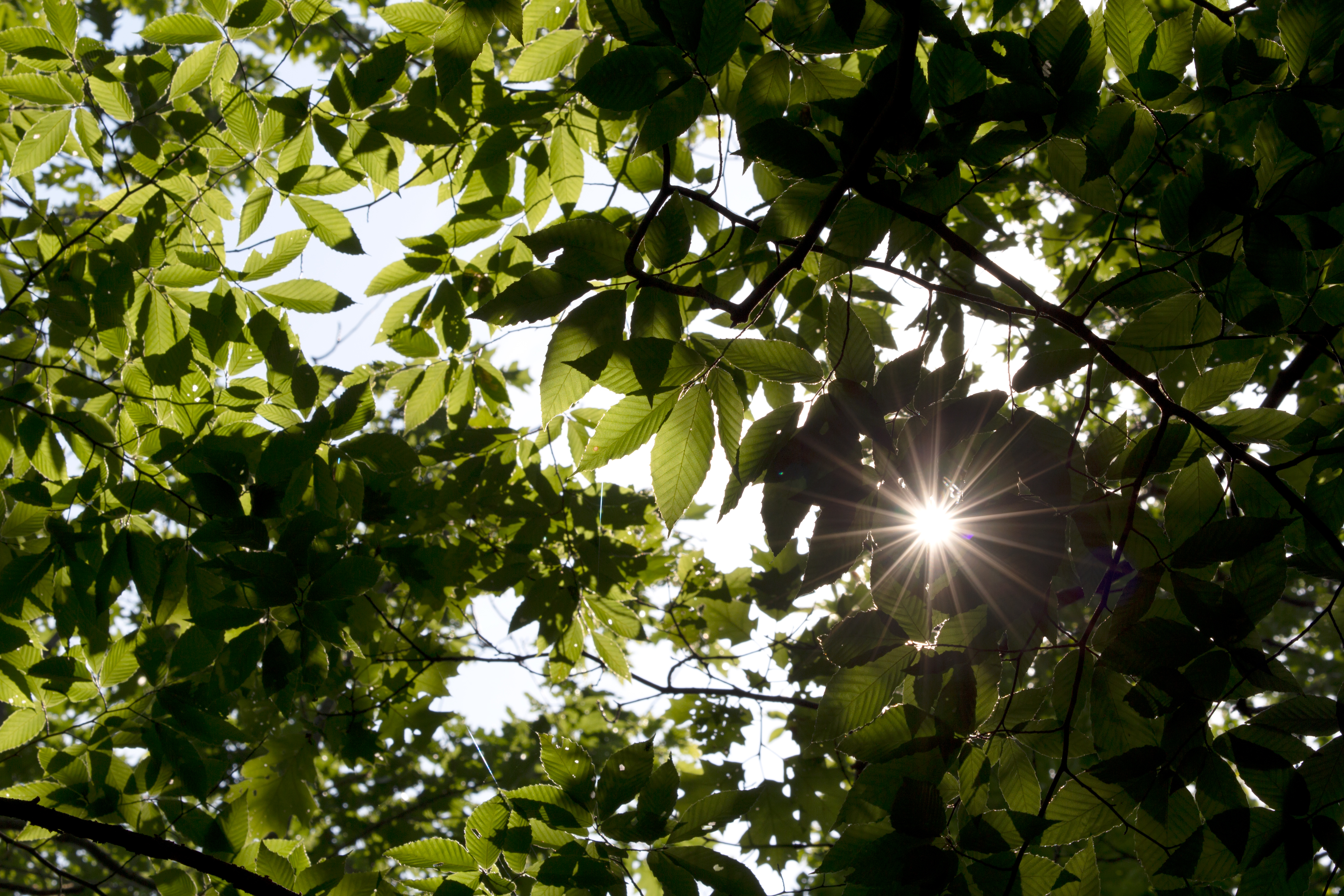Sunlight Through Green Foliage Free Nature Stock