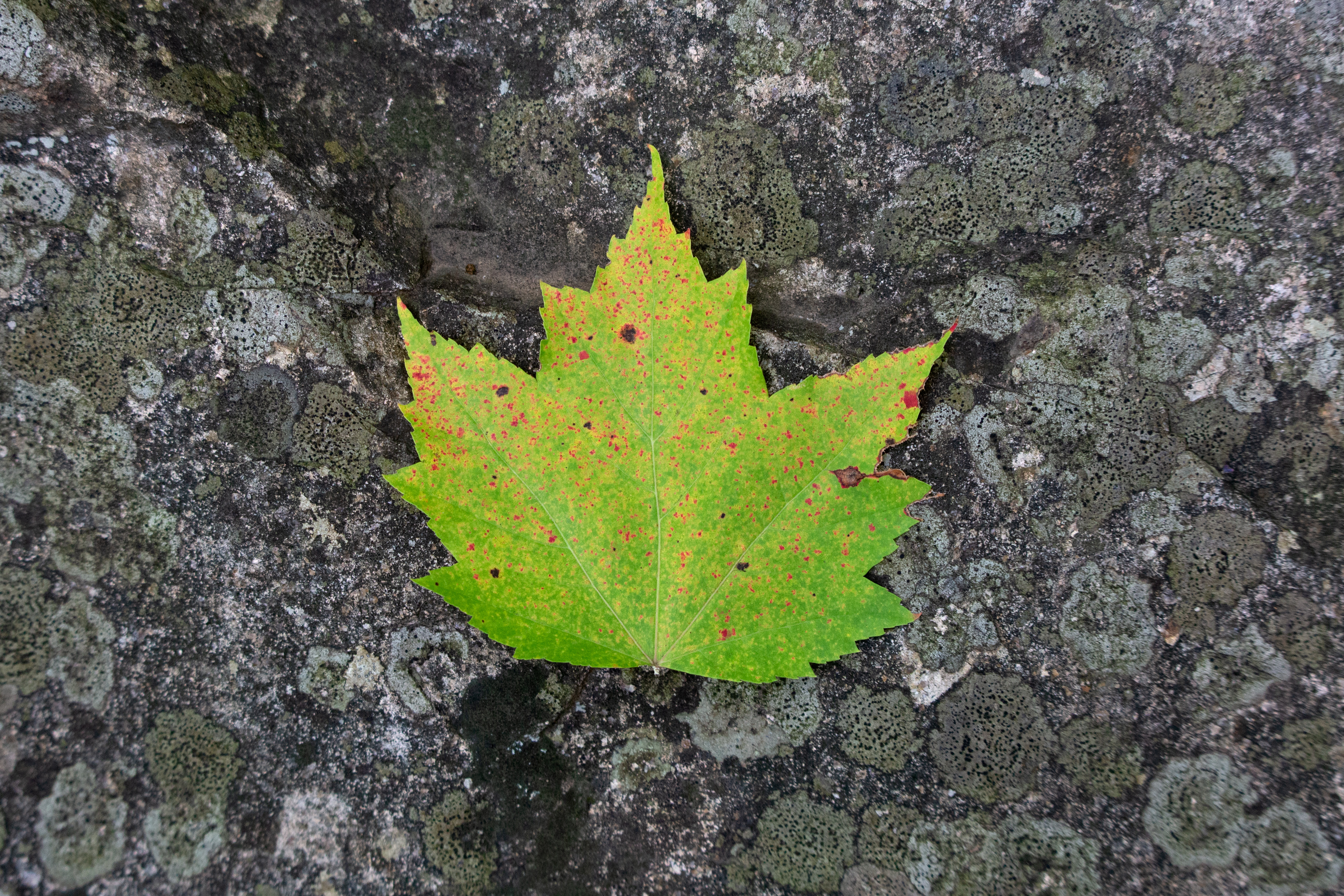 Changing Maple Leaf Free Nature Stock