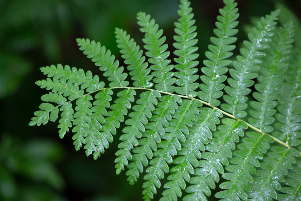 Fern Frond • Free Nature Stock Photo