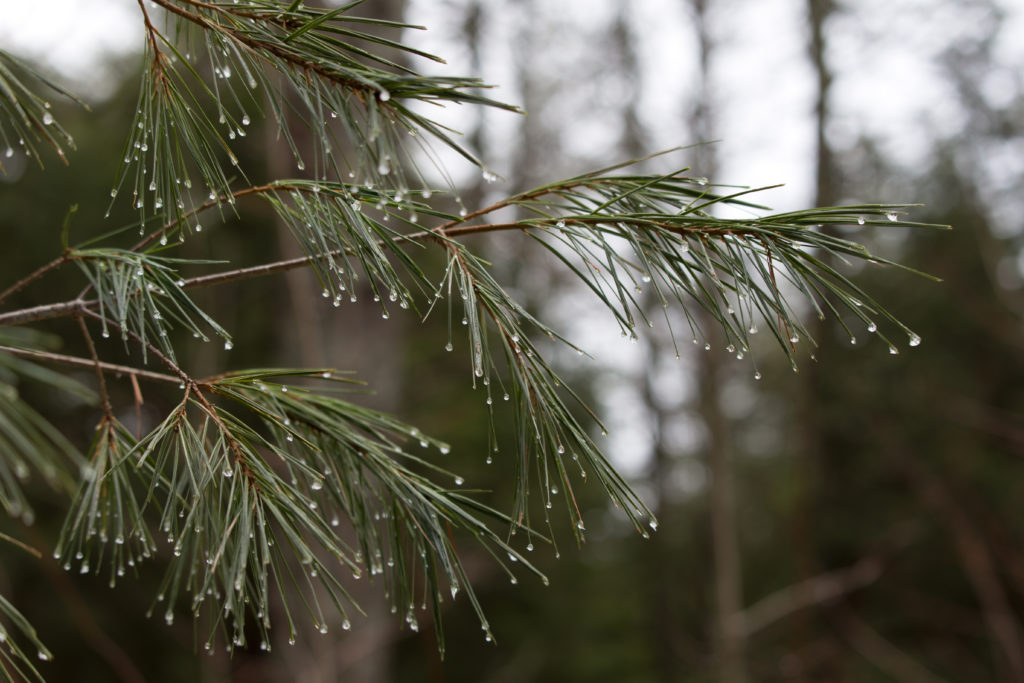Wet Pine Needles in Forest Free Nature Stock