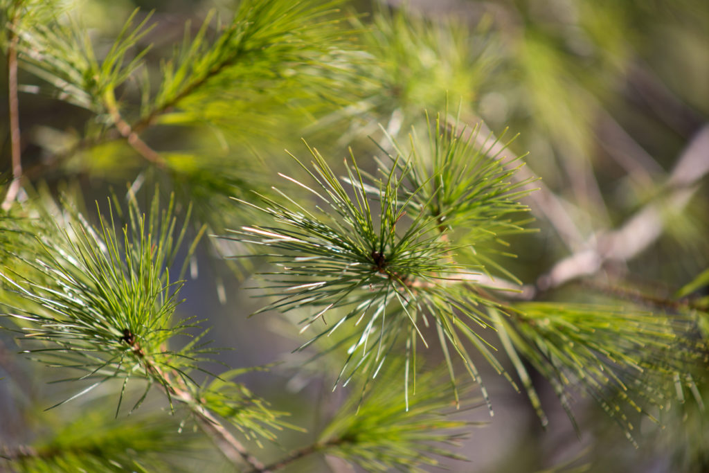 Pine Needles • Free Nature Stock Photo