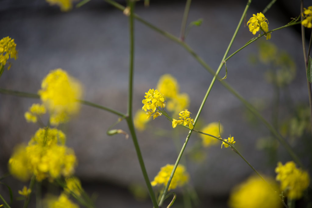 Small Yellow Flowers on Delicate Stems • Free Nature Stock Photo