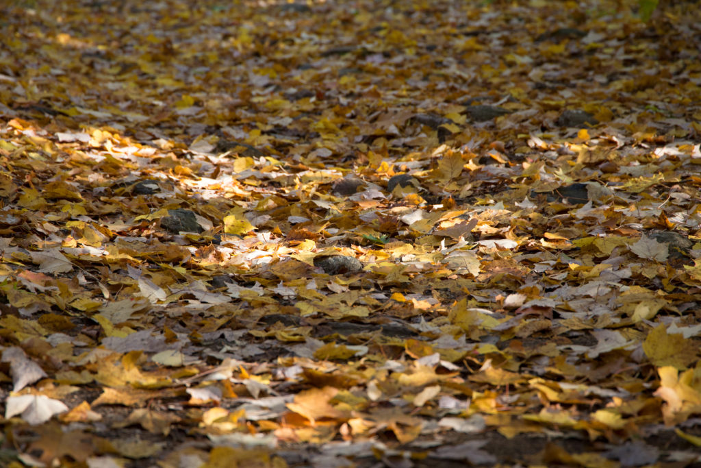 Blanket of Fallen Leaves Free Nature Stock