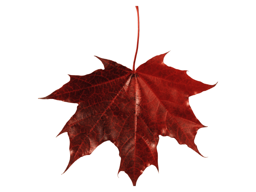 Dry Leaf PNG Transparent Image