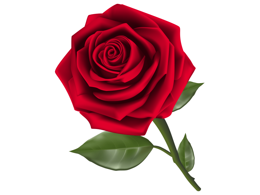 Red Rose Transparent PNG Image