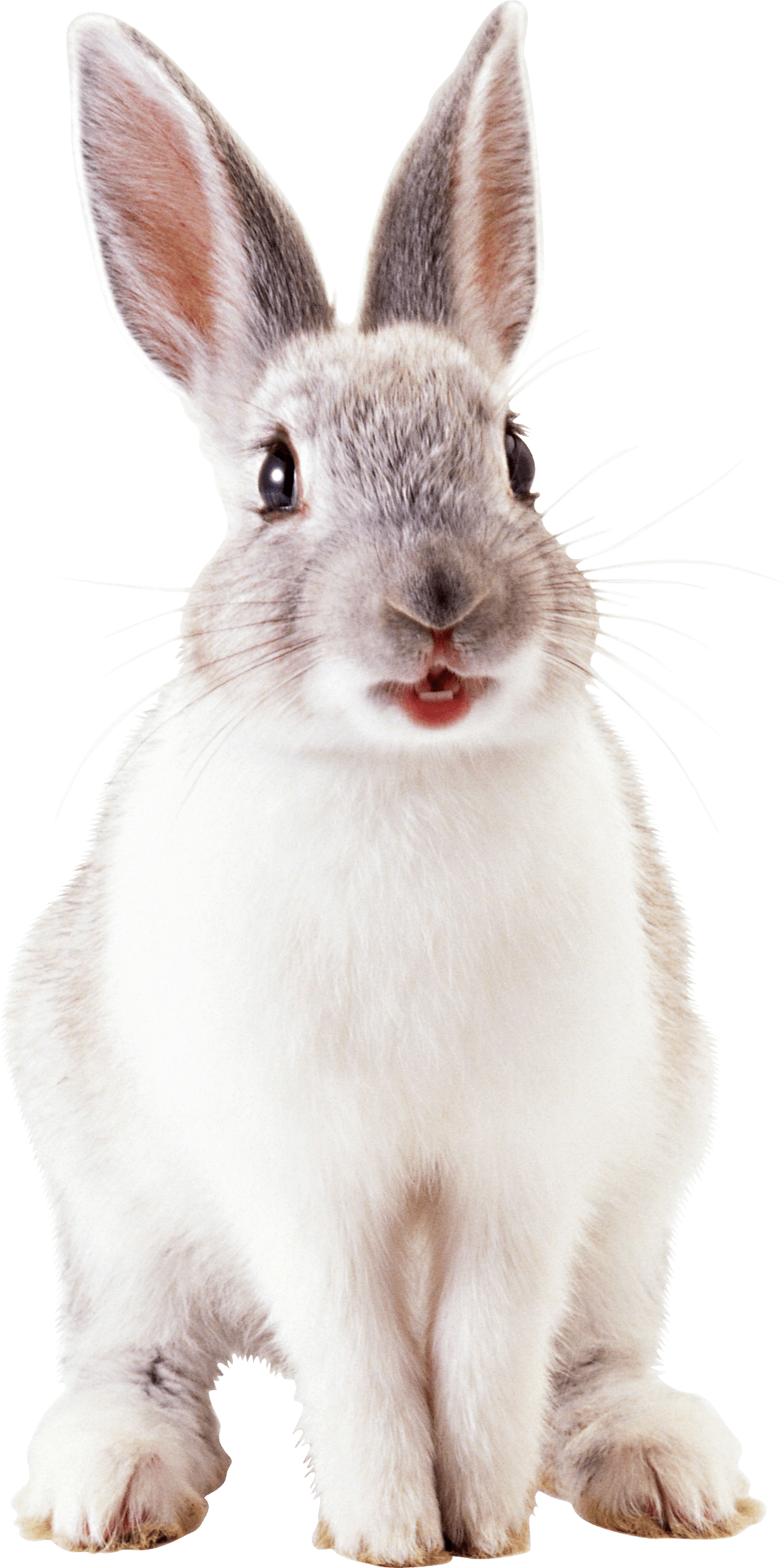 Download White Rabbit File HQ PNG Image FreePNGImg