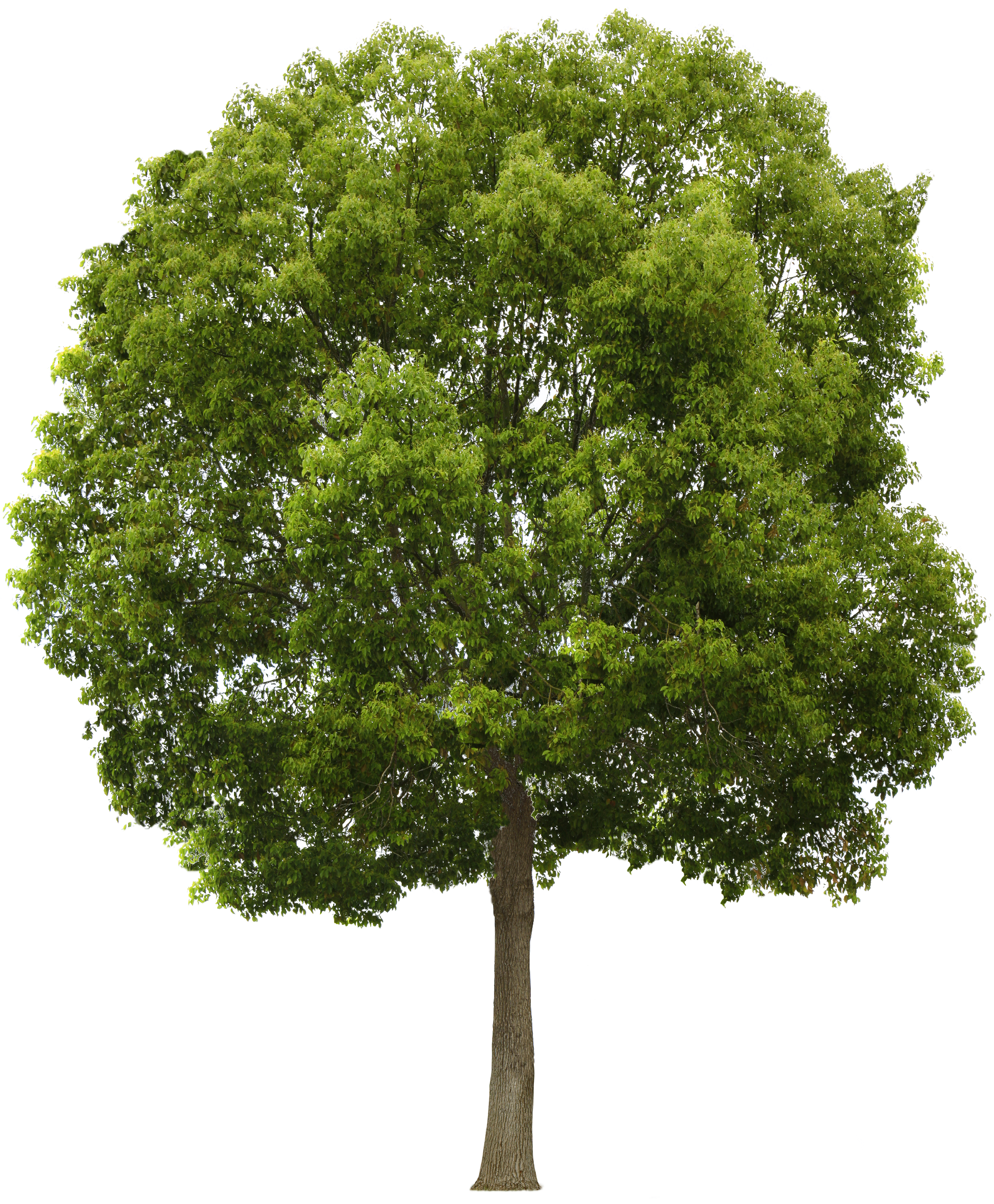 Download Tree Png HQ PNG Image FreePNGImg