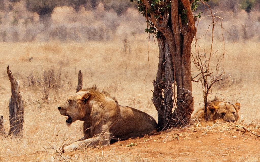 6 Crazy Facts About the ManEating Lions of Tsavo