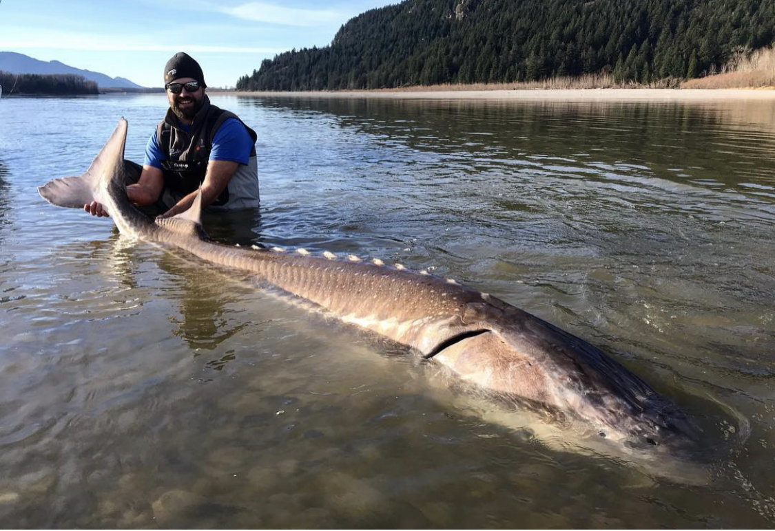 WATCH Airborne Sturgeon to Tarpon — ‘Hold My Beer’