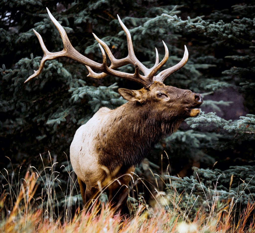 World Record Bulls The Top 5 Typical Archery Elk