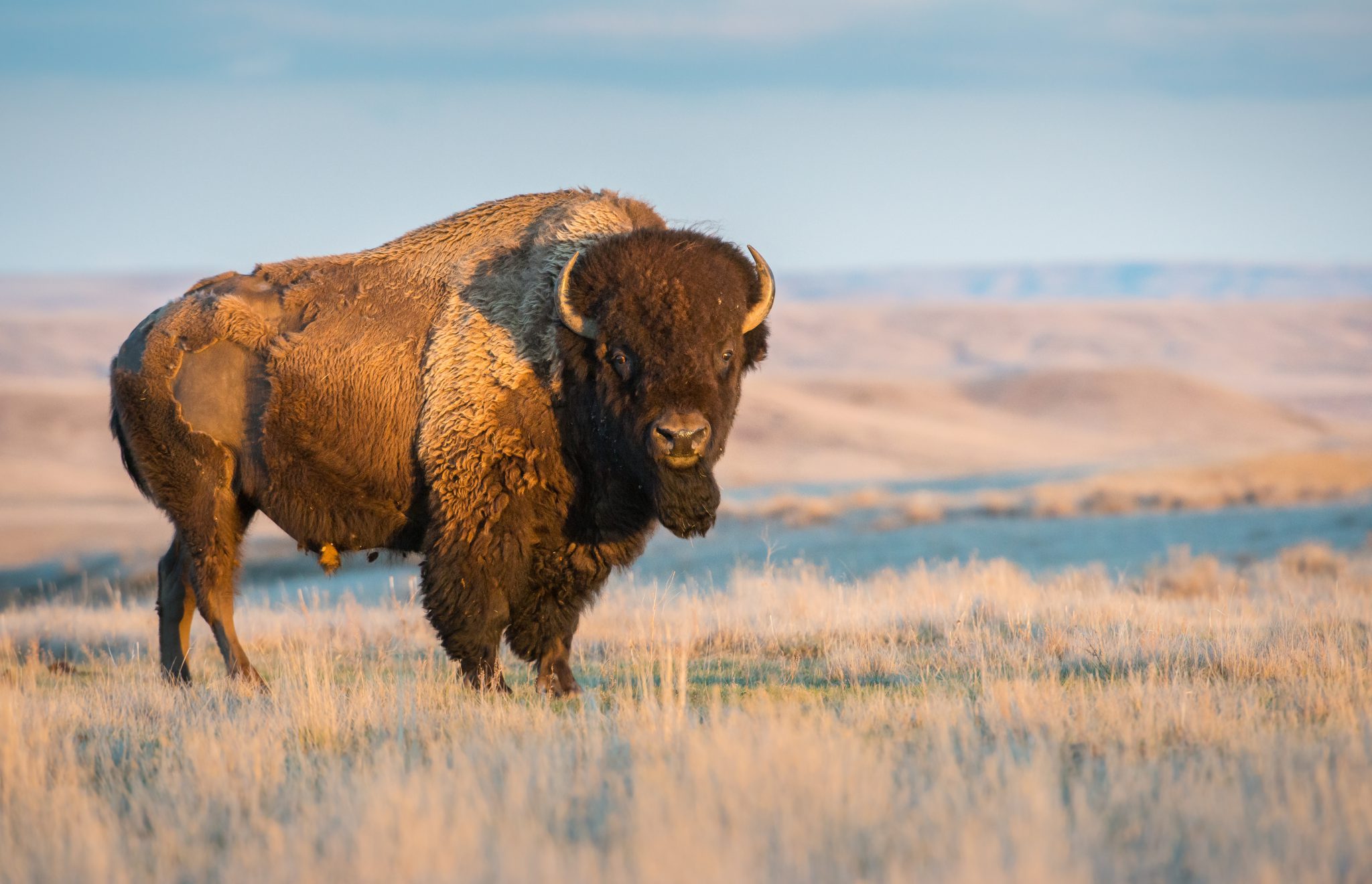 Grand Canyon Bison Hunt Update Epic Fail, 5 Animals Killed