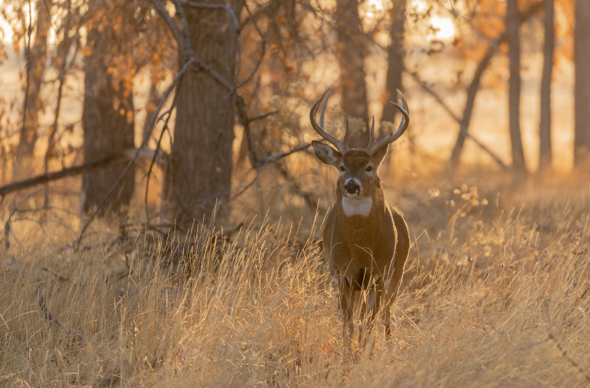 Where Are The Deer Hunters? Michigan Hunting Licenses Down by 250K