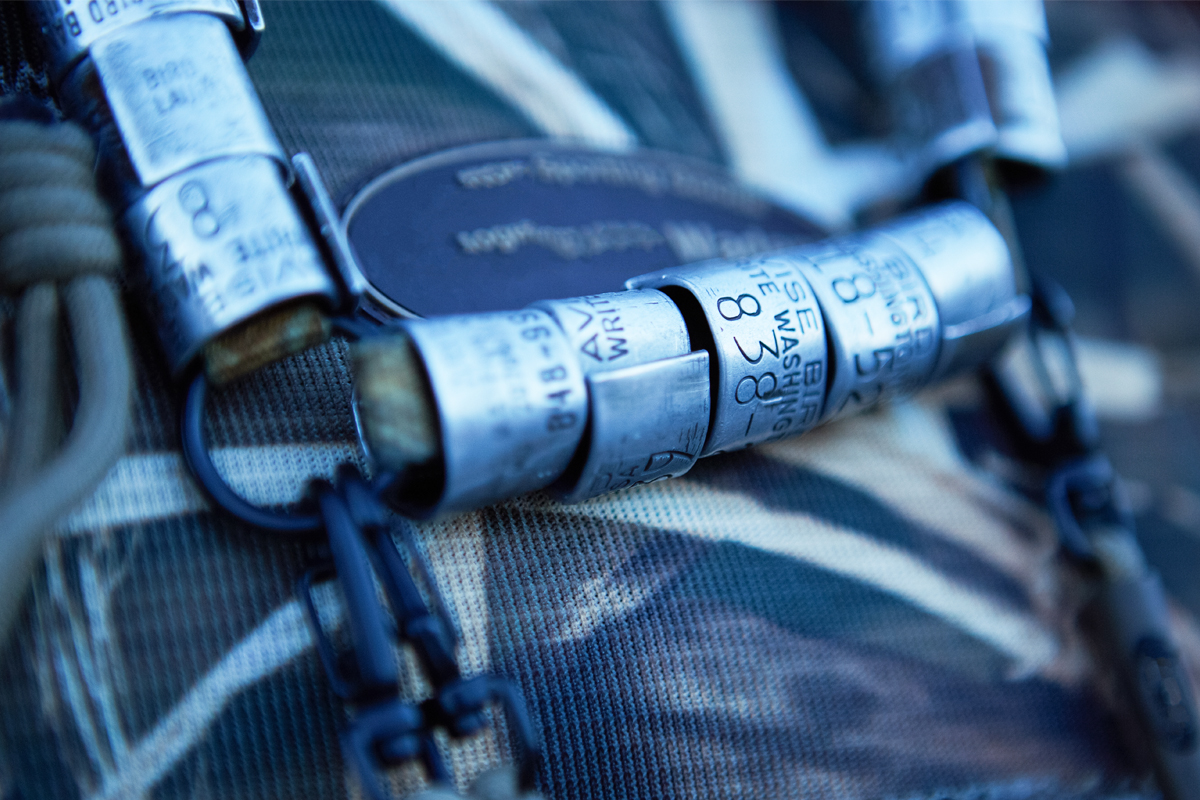 Banded Birds Why Leg Bands are More Than Mere Hunting Trophies