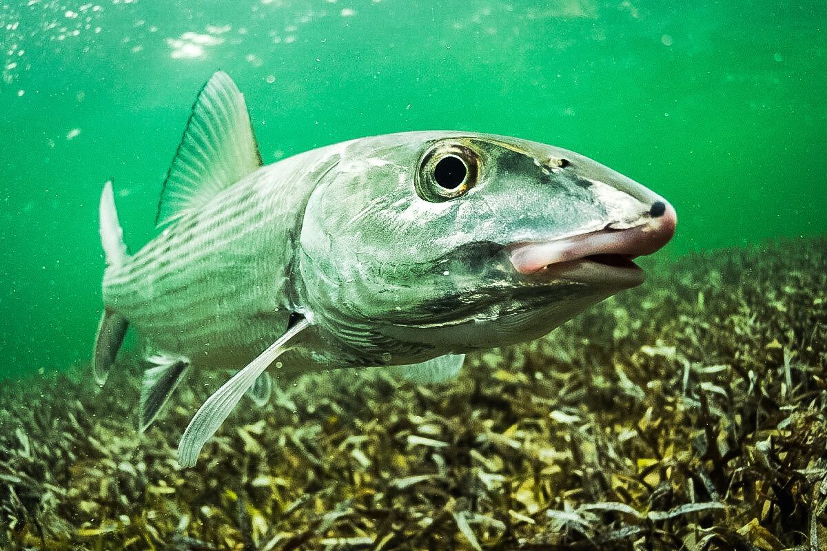 Bonefish Junkies Pharma Contamination Drugging S. Florida Fisheries