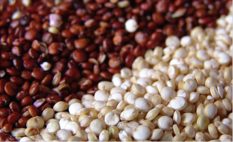 Quinoa—An Ancient “Staff Of Life”
