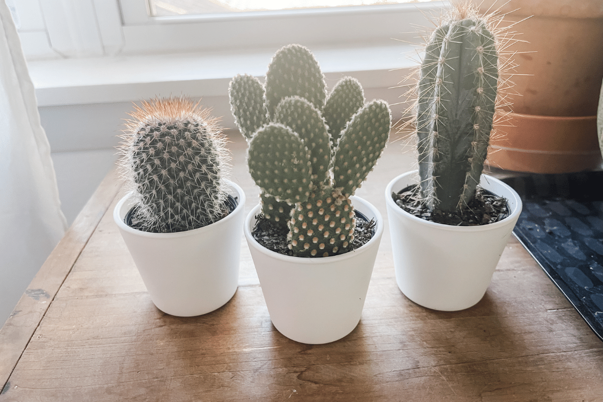 7 Steps to Bring Your Houseplants Back Inside for the Winter (including