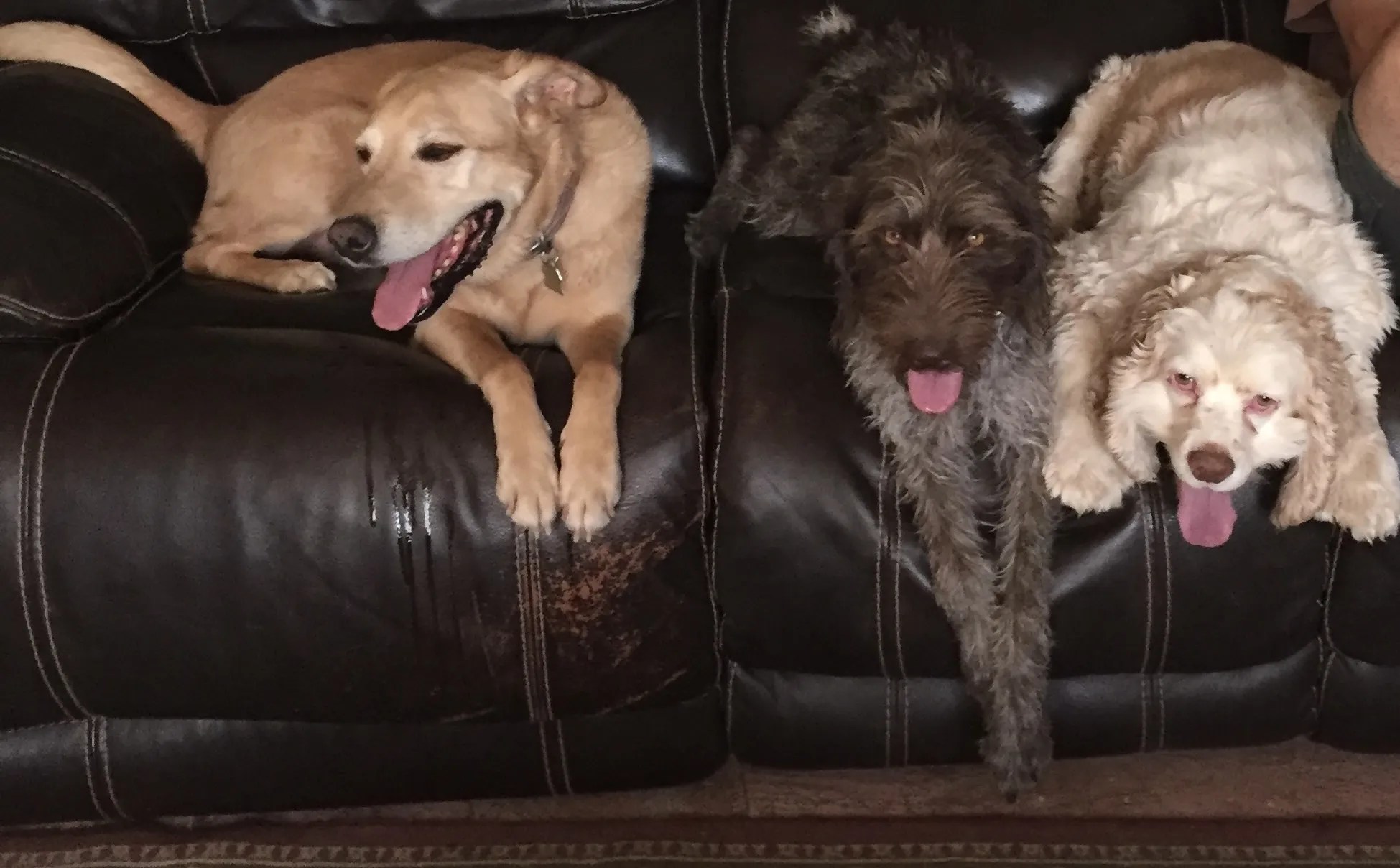 EP 12 Learning the Free Range Dog Process in Flagstaff, Arizona Free Range Dogs