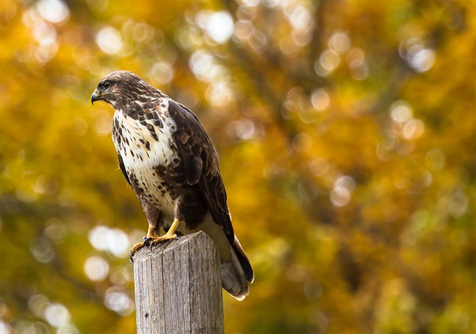 Free Stock Photo of bird animal bald eagle kite eagle feather finch