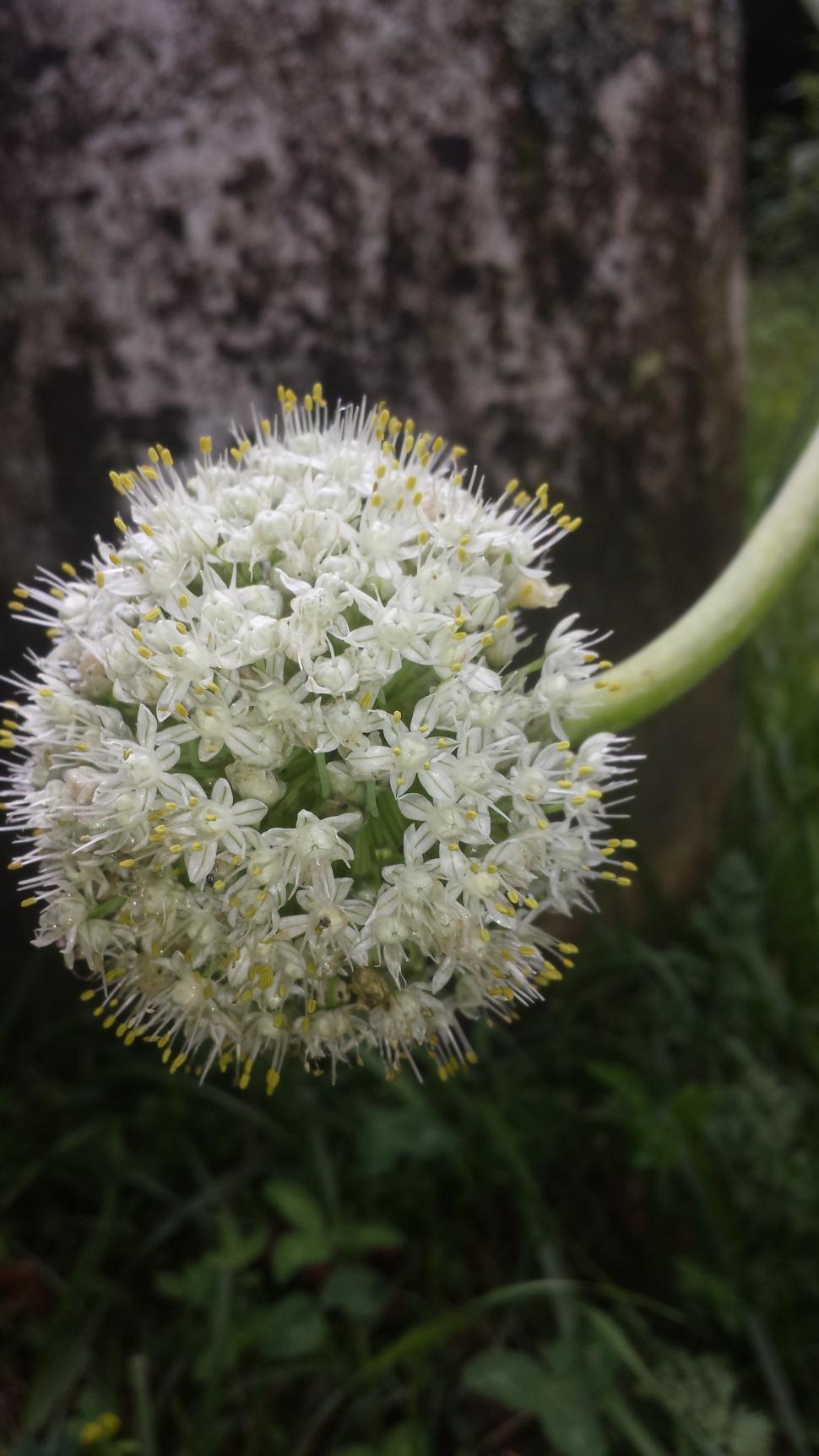 Free Stock Photo of Garlic plant bloom Download Free Images and Free Illustrations
