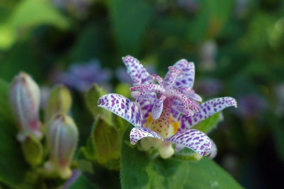 Free Stock Photo of Single Toad Lily Flower Download Free Images and Free Illustrations