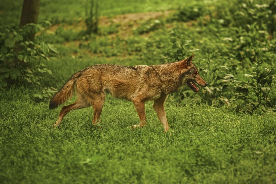 Free Stock Photo of Brown wolf on grass Download Free Images and Free