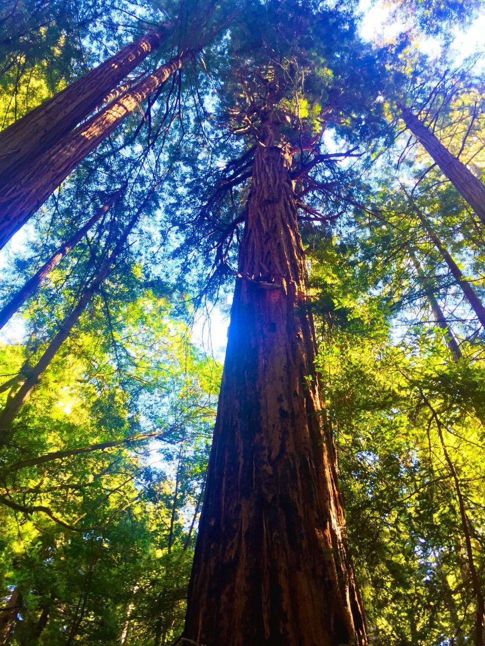 Free Stock Photo of Redwood Trees Download Free Images and Free