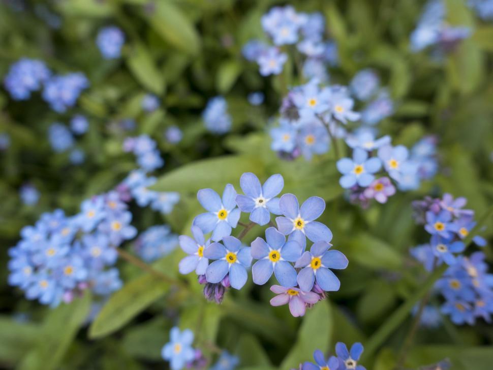Free Stock Photo of Scorpion grasses Download Free Images and Free