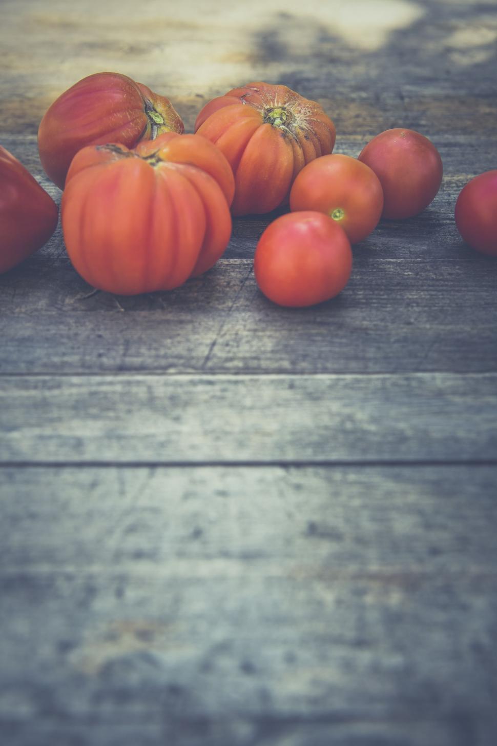 Free Stock Photo of Pumpkins and Tomatoes Download Free Images and