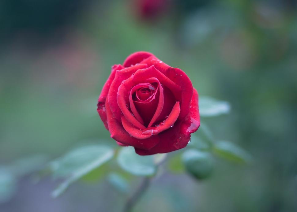 Free Stock Photo of Single Red Rose Download Free Images and Free