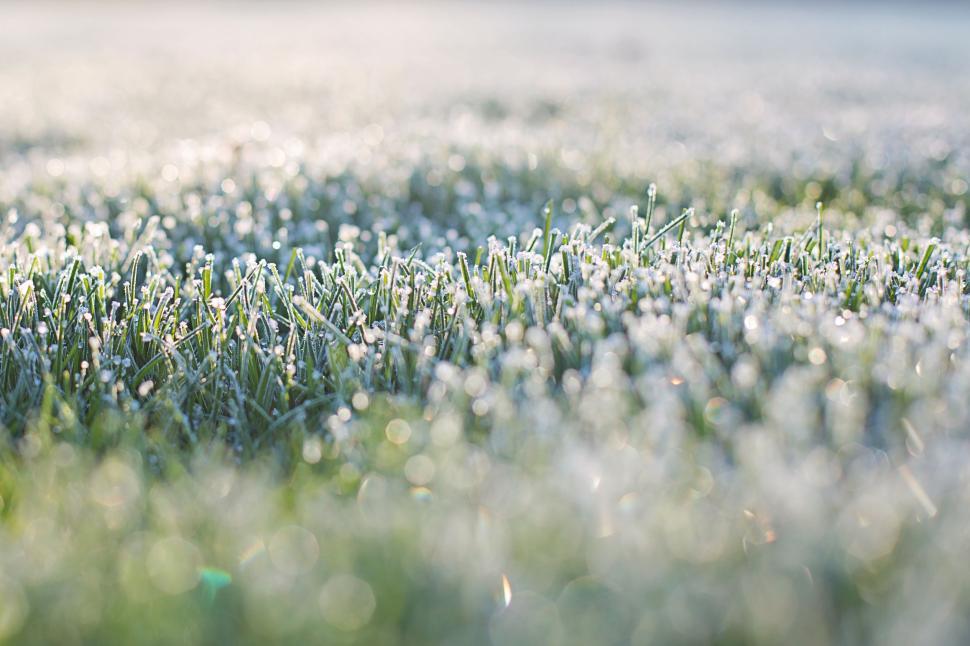 Free Stock Photo of Frost on grass Download Free Images and Free