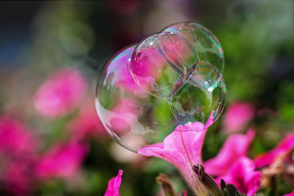 Free Stock Photo of Flower and Bubbles Download Free Images and Free