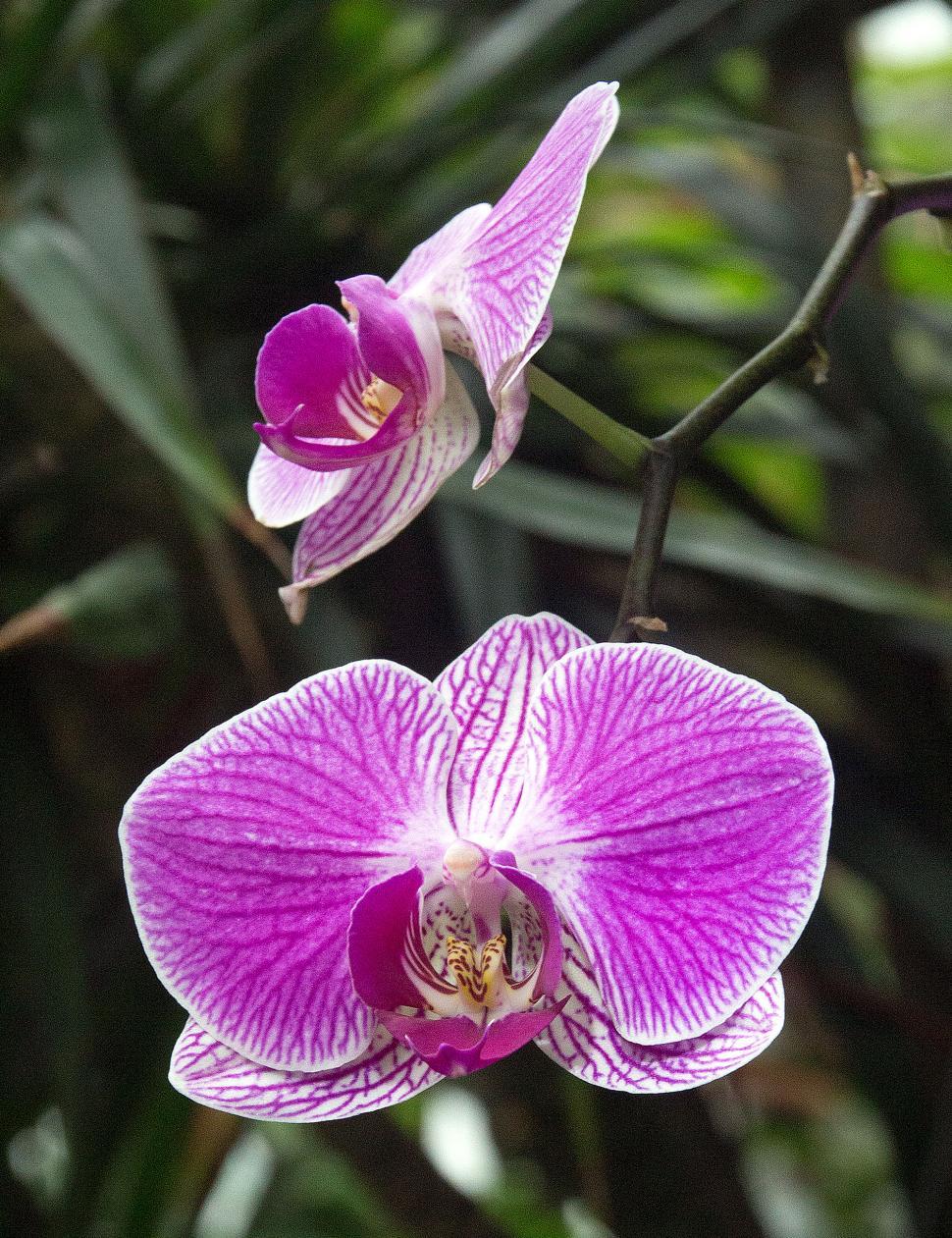 Free Stock Photo of Moth Orchids in Bloom Download Free Images and