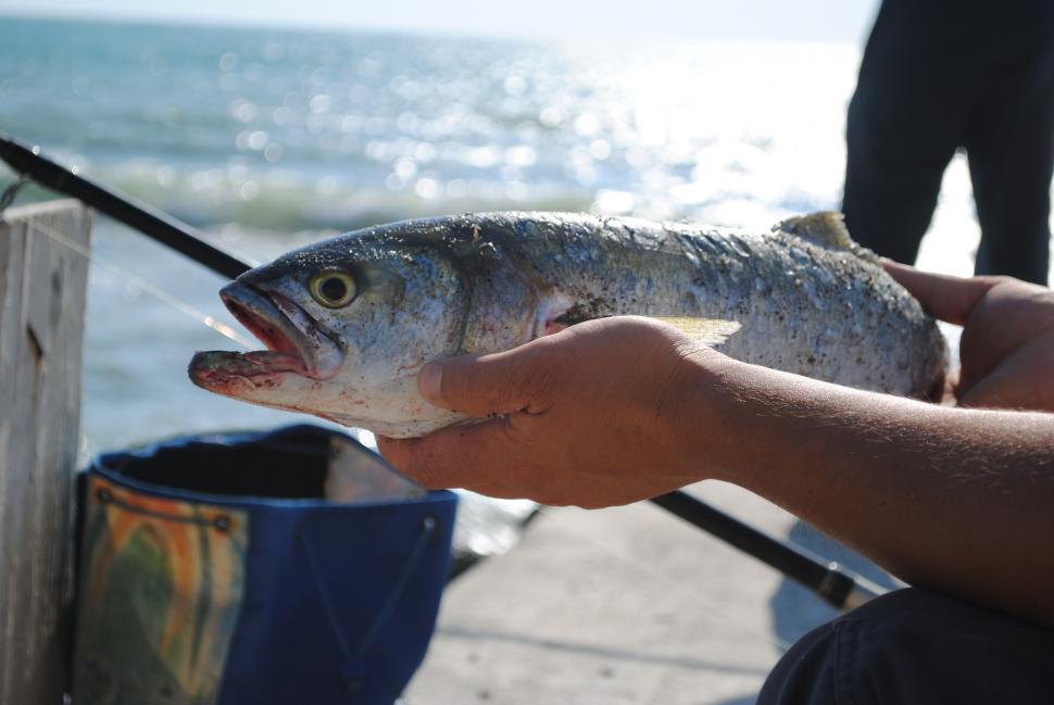 Free Stock Photo of Freshly caught fish Download Free Images and Free