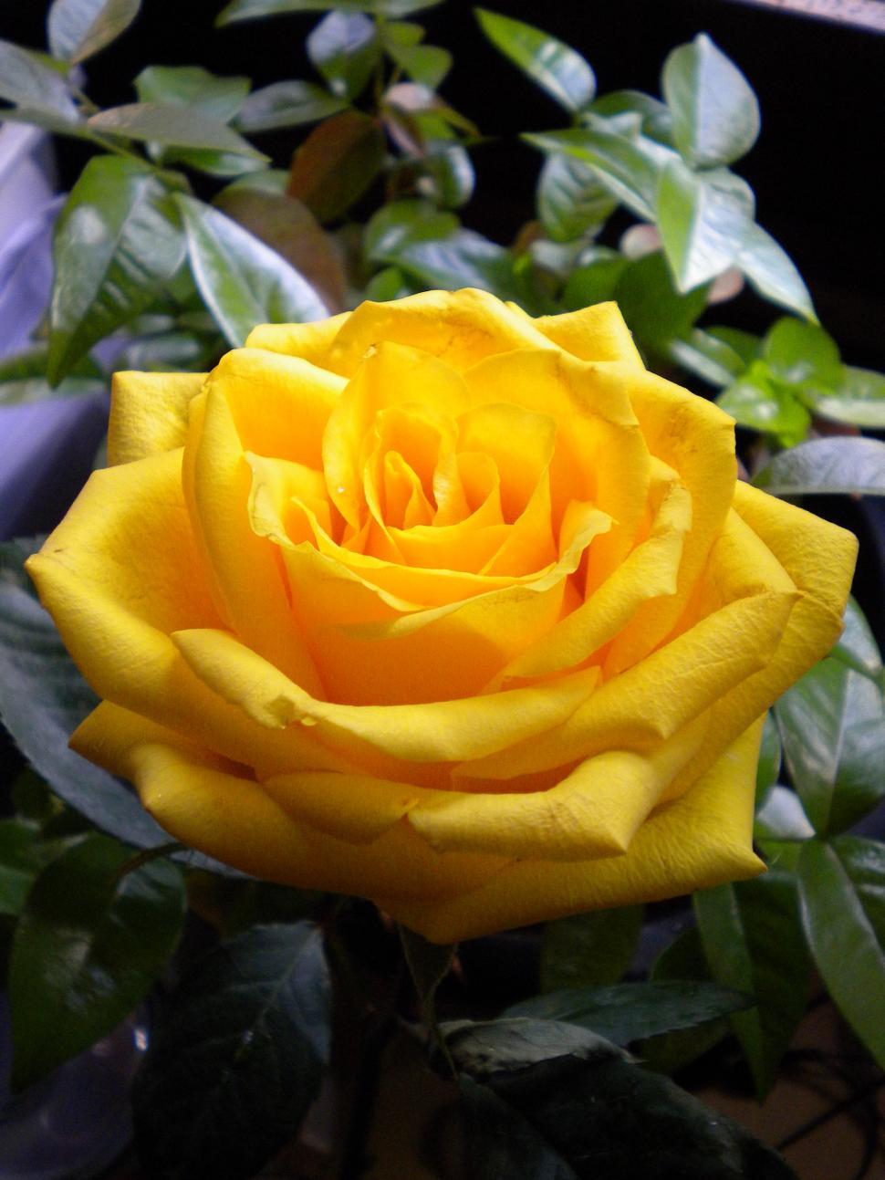 Free Stock Photo of yellow rose Download Free Images and Free Illustrations