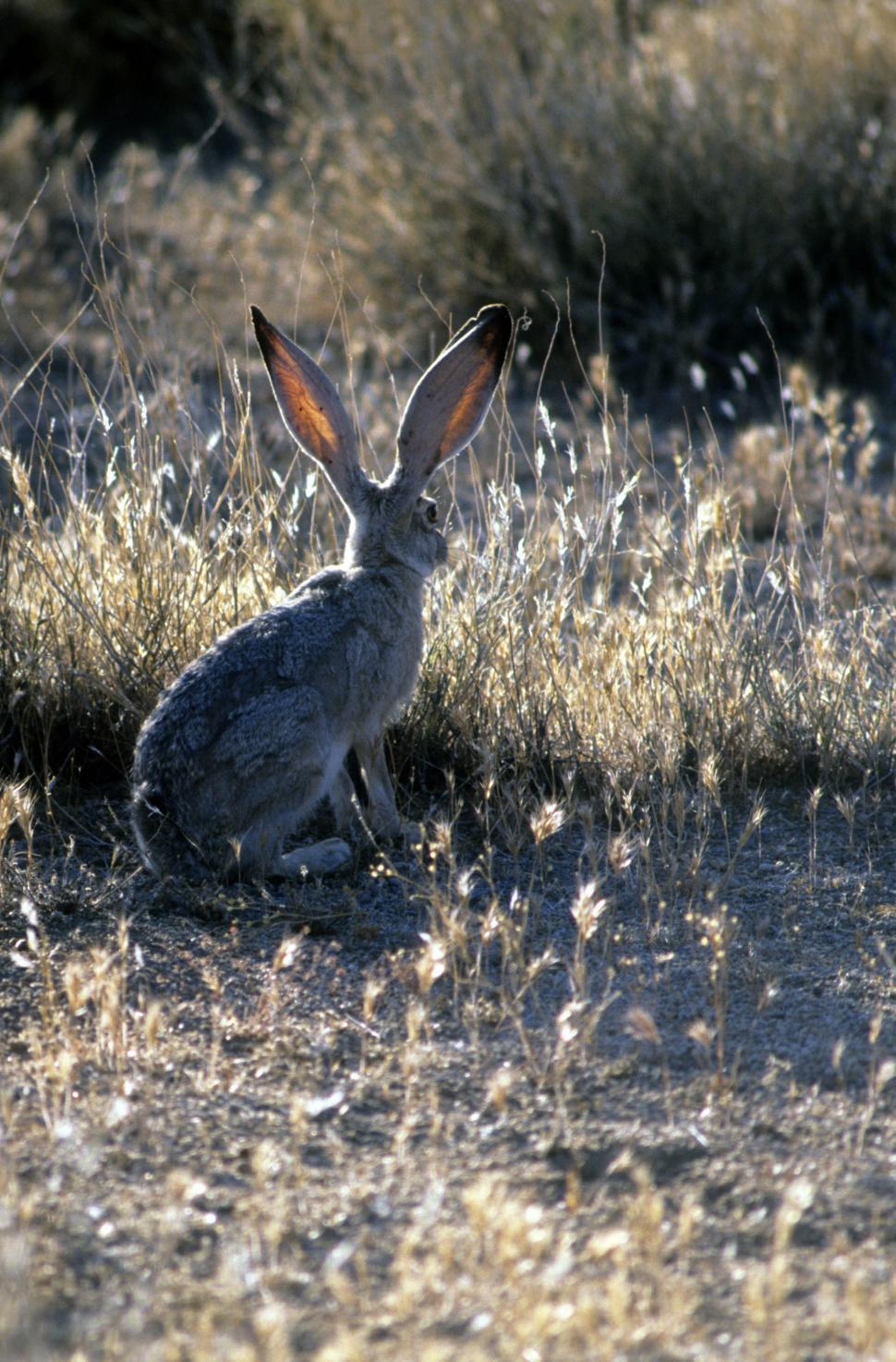 Free Stock Photo of Jack rabbit Download Free Images and Free