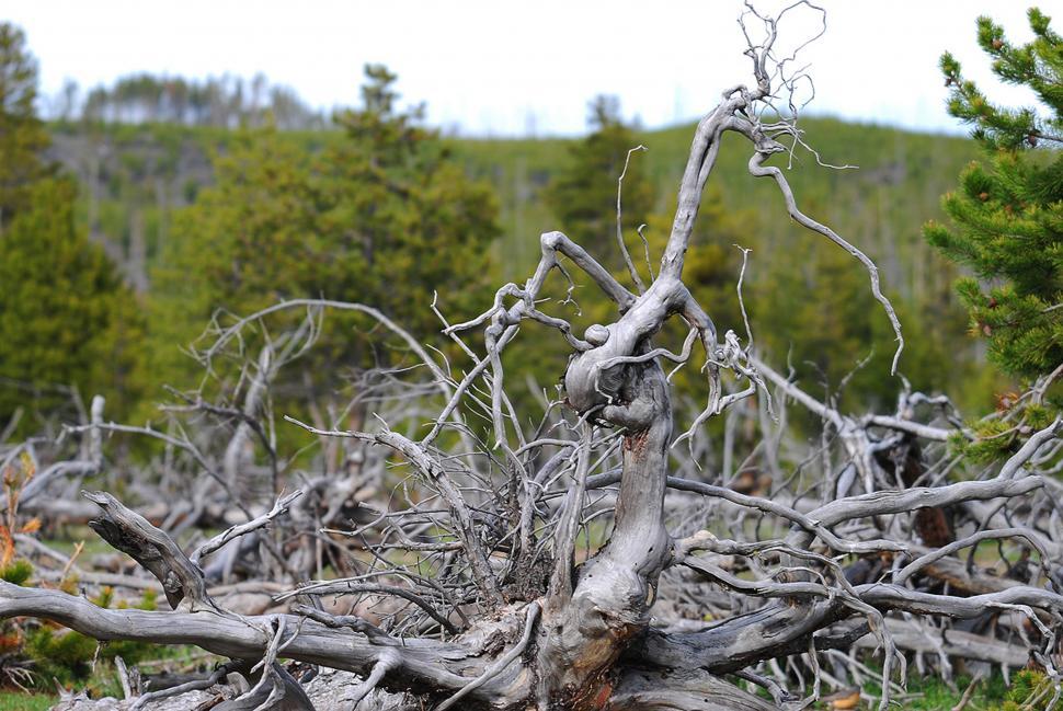 Free Stock Photo of Dead tree branches Download Free Images and Free
