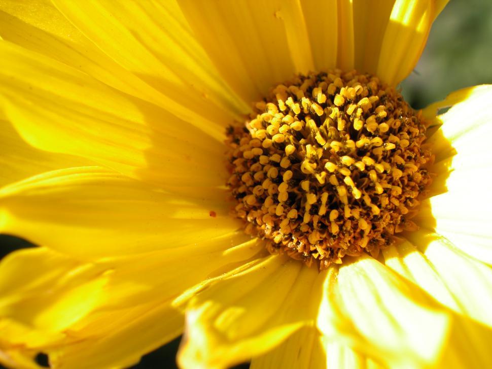 Free Stock Photo of yellow flowers Download Free Images and Free