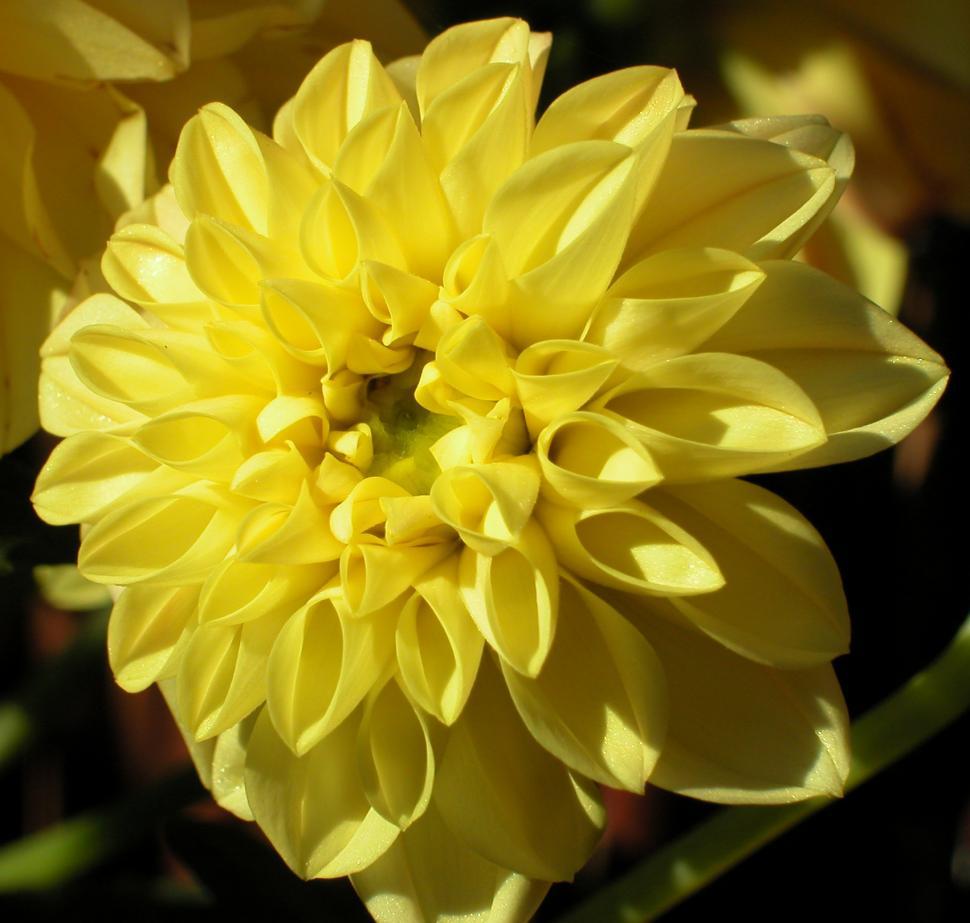 Free Stock Photo of yellow flowers Download Free Images and Free