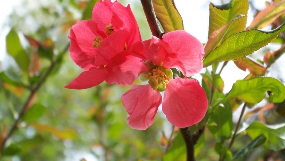 Free Stock Photo of Red summer flowers Download Free Images and Free
