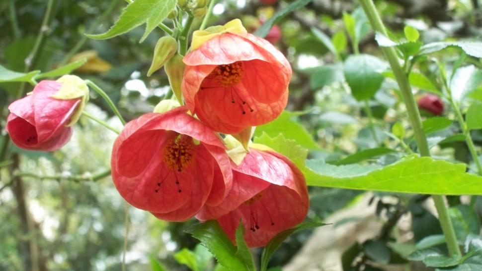 Free Stock Photo of Red summer flowers Download Free Images and Free Illustrations