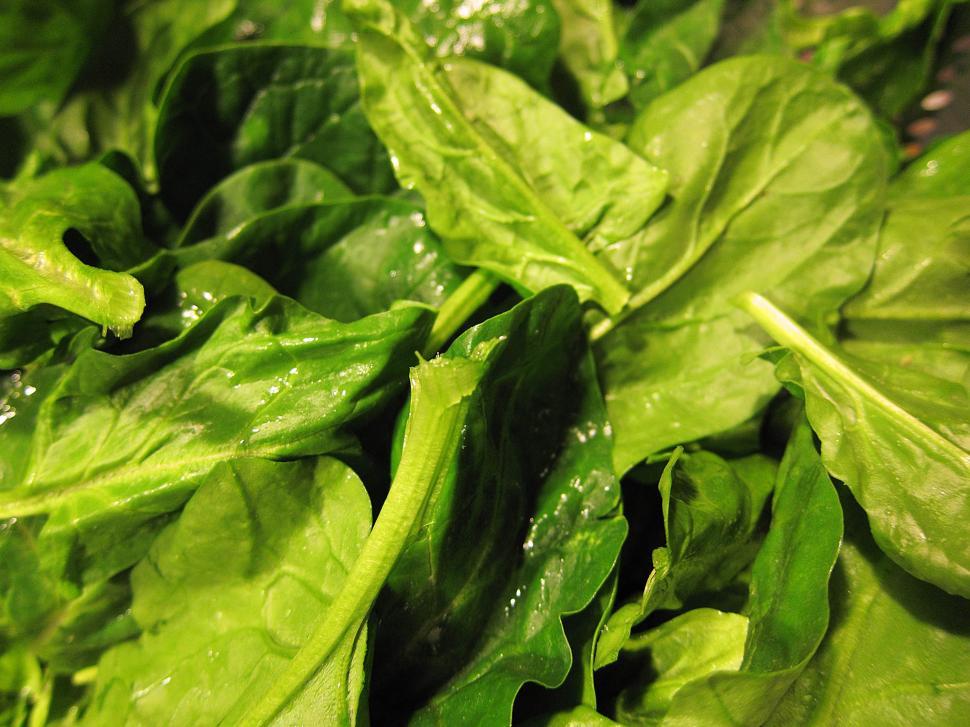 Free Stock Photo of Leafy spinach Download Free Images and Free