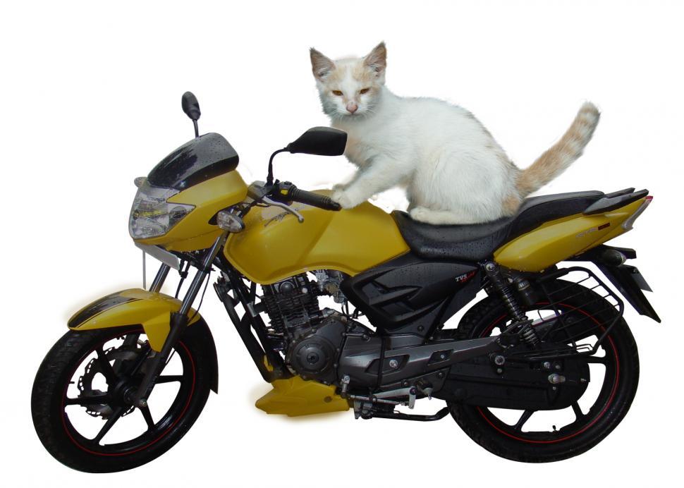Cat On Motorcycle Carinewbi