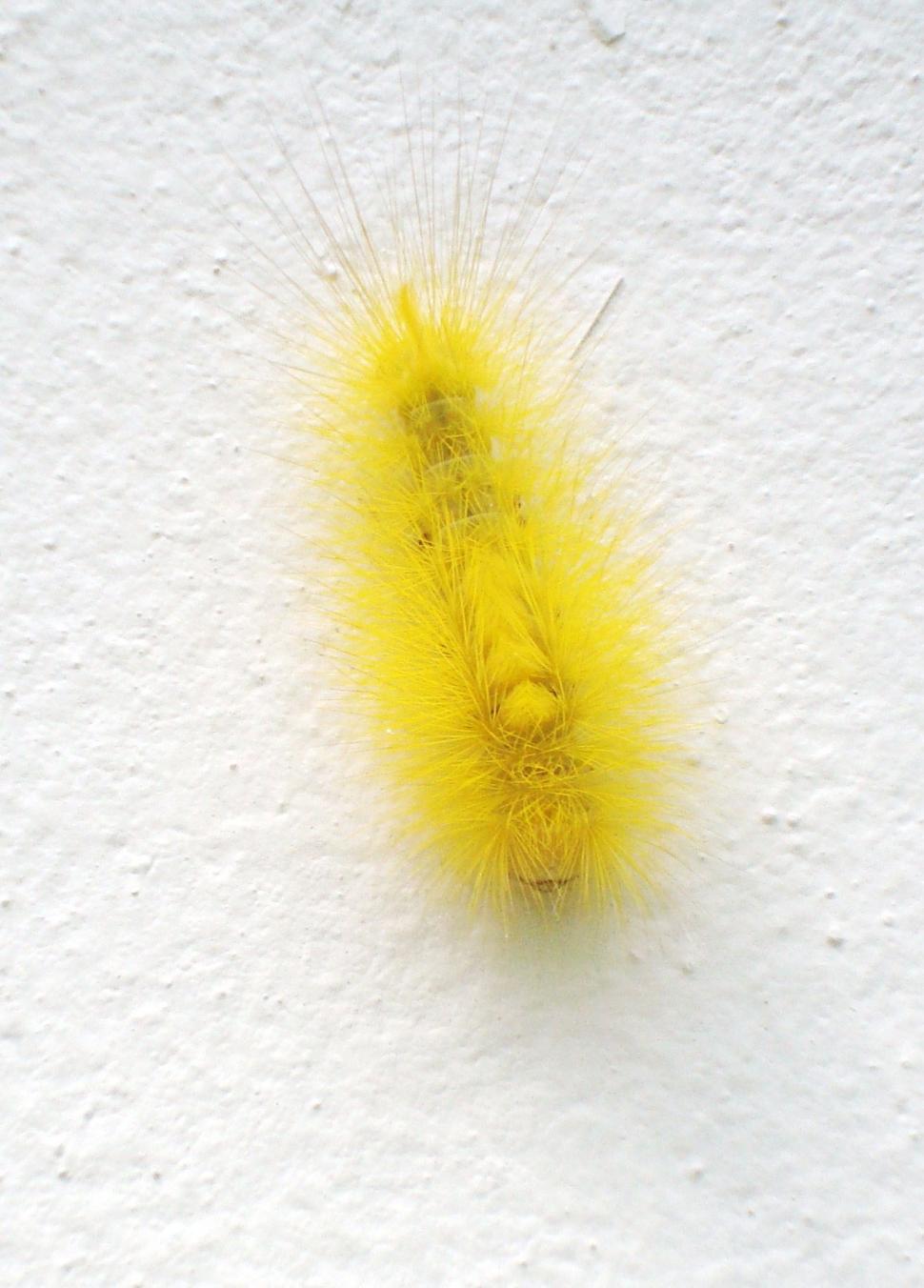 Free Stock Photo of Bright Yellow Caterpillar Download Free Images