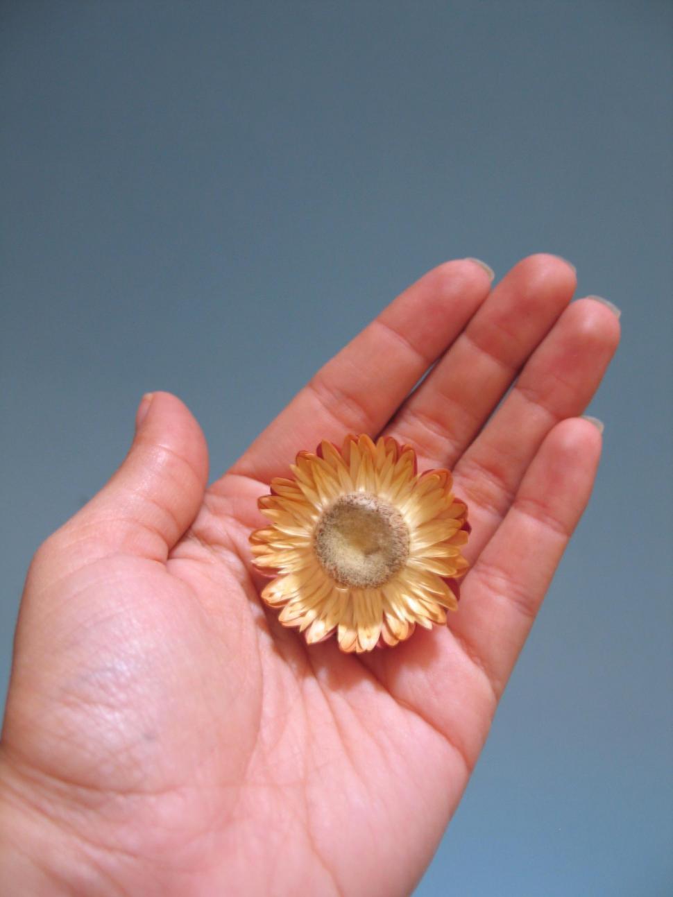 Free Stock Photo of Flower in hand Download Free Images and Free