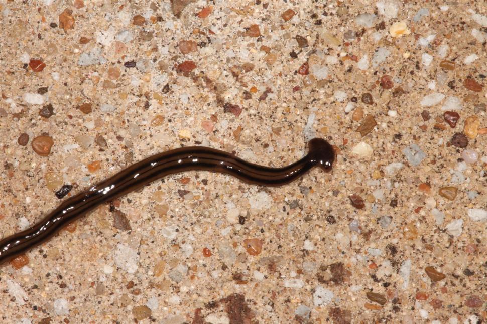 Free Stock Photo of Hammerhead Flatworm Download Free Images and Free