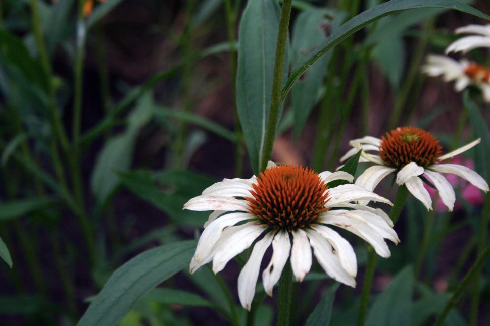 Free Stock Photo of White Coneflowers Download Free Images and Free