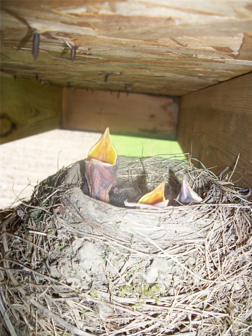 Free Stock Photo of Bird Nest Download Free Images and Free Illustrations